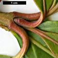 SpeciesSub: var. arboricola